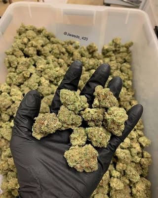 Blue Cheese AA+ - Image 2